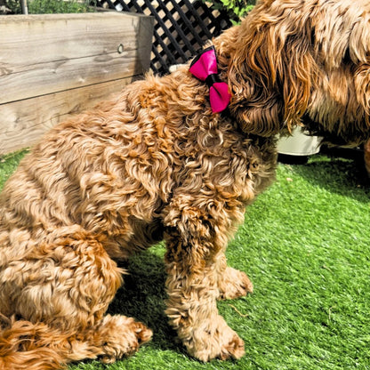 Pawfect Pink