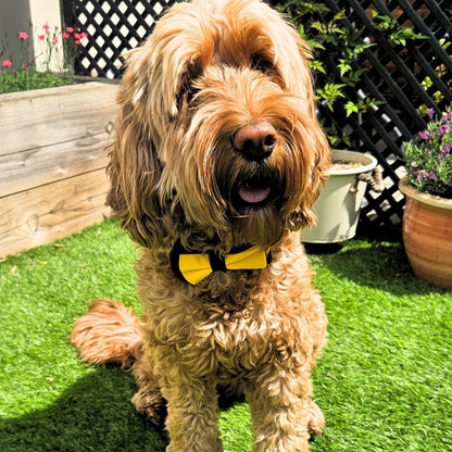 Mustard Mut